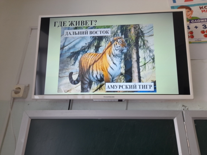 В гостях у тигра 2025 (1)